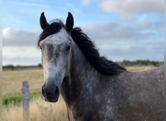 Lusitanien, Hongre, 10 Ans, 151 cm, Gris pommelé