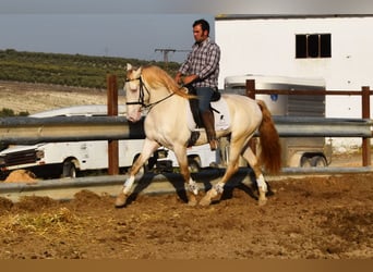 Lusitanien, Hongre, 10 Ans, 158 cm, Perlino