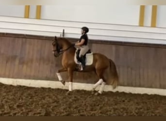 Lusitanien, Hongre, 10 Ans, 160 cm, Alezan brûlé