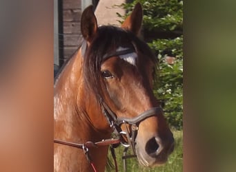 Lusitanien, Hongre, 10 Ans, 162 cm, Bai
