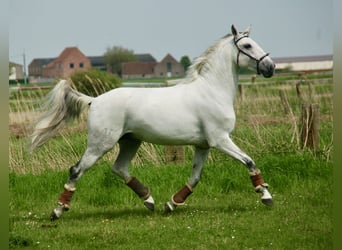 Lusitanien, Hongre, 10 Ans, 163 cm, Gris