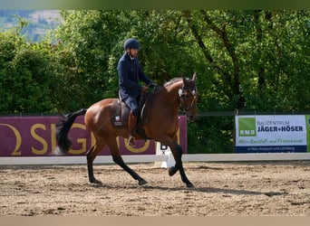 Lusitanien, Hongre, 10 Ans, 164 cm, Bai