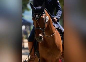 Lusitanien, Hongre, 10 Ans, 164 cm, Bai