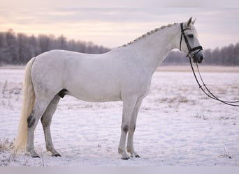 Lusitanien, Hongre, 10 Ans, 164 cm, Gris