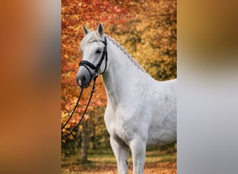 Lusitanien, Hongre, 10 Ans, 164 cm, Gris