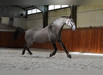 Lusitanien Croisé, Hongre, 10 Ans, 167 cm, Grullo