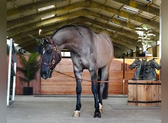 Lusitanien Croisé, Hongre, 10 Ans, 167 cm, Grullo