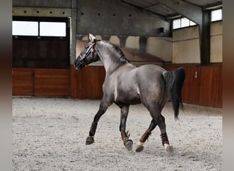 Lusitanien Croisé, Hongre, 10 Ans, 167 cm, Grullo