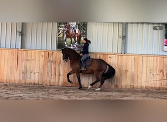 Lusitanien, Hongre, 10 Ans, 168 cm, Bai brun