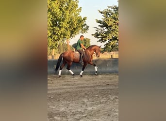 Lusitanien, Hongre, 10 Ans, 168 cm, Bai