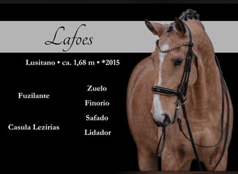 Lusitanien, Hongre, 10 Ans, 168 cm, Buckskin