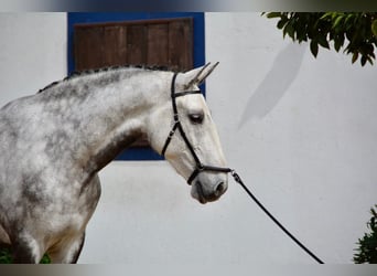 Lusitanien, Hongre, 10 Ans, 168 cm, Gris pommelé