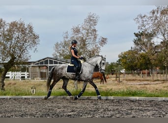 Lusitanien, Hongre, 10 Ans, 168 cm, Gris pommelé