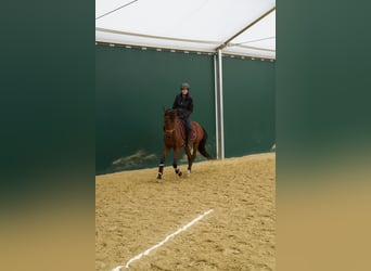 Lusitanien, Hongre, 11 Ans, 161 cm, Bai