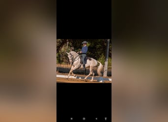 Lusitanien Croisé, Hongre, 11 Ans, 162 cm, Cremello