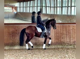 Lusitanien, Hongre, 11 Ans, 164 cm, Bai