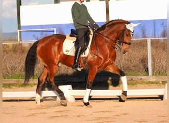 Lusitanien, Hongre, 11 Ans, 165 cm, Bai cerise