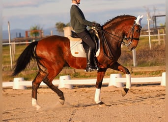 Lusitanien, Hongre, 11 Ans, 165 cm, Bai cerise