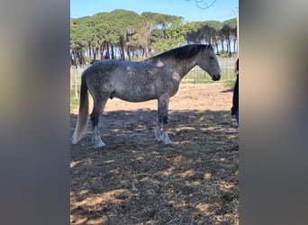 Lusitanien, Hongre, 11 Ans, 168 cm, Gris