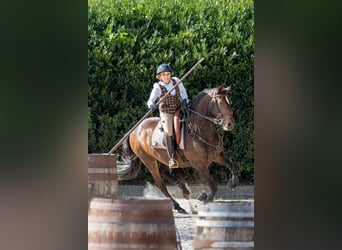 Lusitanien, Hongre, 12 Ans, 158 cm, Bai brun