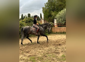 Lusitanien, Hongre, 12 Ans, 161 cm, Gris pommelé