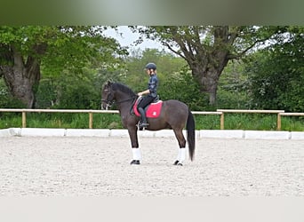 Lusitanien, Hongre, 12 Ans, 163 cm, Bai brun foncé