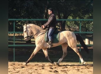 Lusitanien Croisé, Hongre, 12 Ans, 165 cm, Buckskin