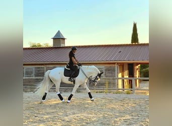 Lusitanien Croisé, Hongre, 12 Ans, 165 cm, Gris