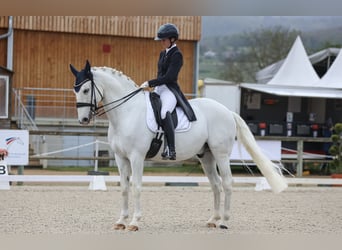 Lusitanien, Hongre, 12 Ans, 166 cm, Gris