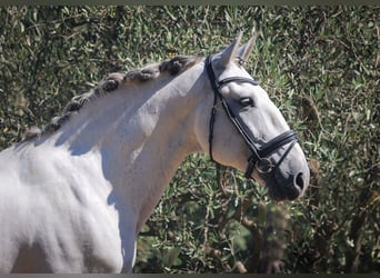 Lusitanien, Hongre, 12 Ans, 166 cm, Gris