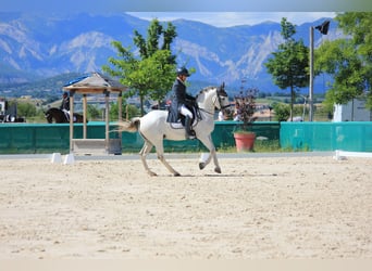 Lusitanien, Hongre, 12 Ans, 166 cm, Gris