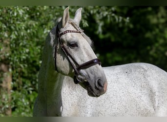 Lusitanien, Hongre, 12 Ans, 166 cm, Gris moucheté