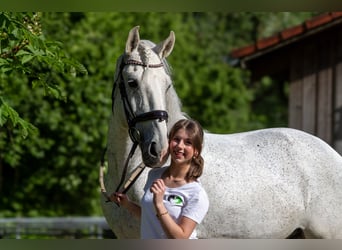 Lusitanien, Hongre, 12 Ans, 166 cm, Gris moucheté