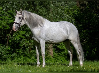 Lusitanien, Hongre, 12 Ans, 166 cm, Gris moucheté