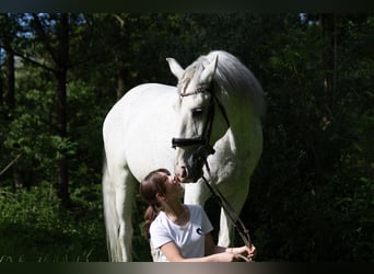 Lusitanien, Hongre, 12 Ans, 166 cm, Gris moucheté