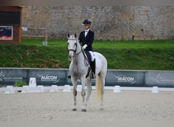 Lusitanien, Hongre, 12 Ans, 170 cm, Gris