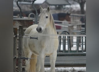 Lusitanien, Hongre, 13 Ans, 154 cm, Gris