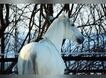 Lusitanien, Hongre, 13 Ans, 154 cm, Gris