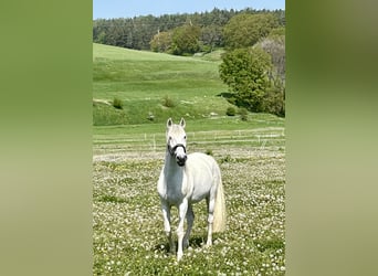 Lusitanien, Hongre, 13 Ans, 154 cm, Gris