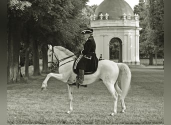 Lusitanien, Hongre, 13 Ans, 154 cm, Gris