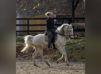 Lusitanien, Hongre, 13 Ans, 154 cm, Gris