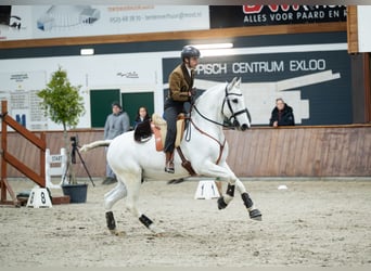 Lusitanien, Hongre, 13 Ans, 157 cm, Gris