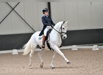 Lusitanien, Hongre, 13 Ans, 157 cm, Gris