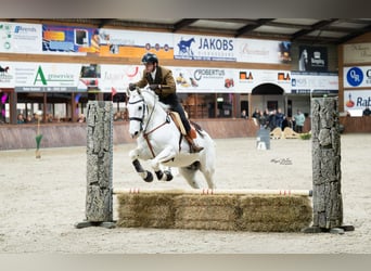 Lusitanien, Hongre, 13 Ans, 157 cm, Gris