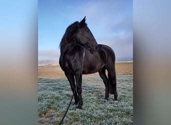 Lusitanien, Hongre, 13 Ans, 160 cm, Noir