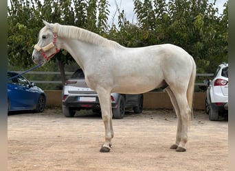 Lusitanien, Hongre, 13 Ans, 161 cm, Gris