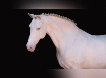 Lusitanien, Hongre, 13 Ans, 162 cm, Perlino