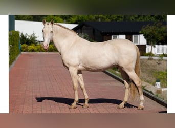 Lusitanien, Hongre, 13 Ans, 162 cm, Perlino