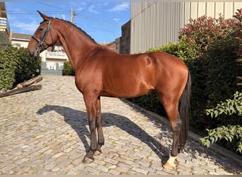 Lusitanien, Hongre, 13 Ans, 163 cm, Bai