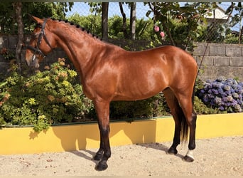 Lusitanien, Hongre, 13 Ans, 163 cm, Bai